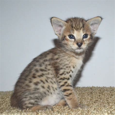 F2 Savannah Kittens Available in Ohio Savannah Cats Call 419 533 3719