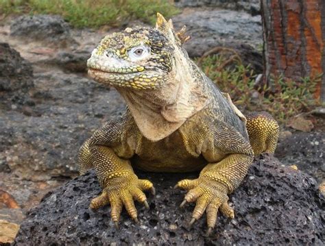 interesting animals: PINK GALAPAGOS LAND IGUANA