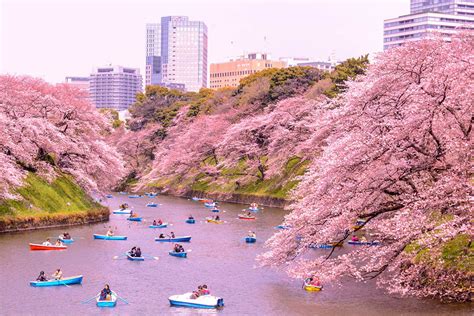 When Is The Cherry Blossom Festival Japan 2024 - Corie Donelle