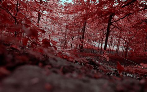 Download A Red Forest With Trees Wallpaper | Wallpapers.com