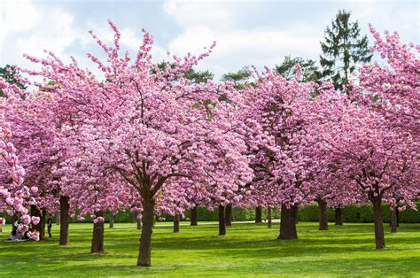 Vancouver's massive Cherry Blossom Festival returns April 2020. - Sell ...