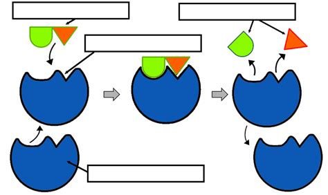 Label Enzyme Diagram Enzyme Diagram Labeled