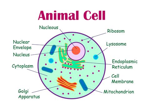 The animal cell diagram. Vector illustration on white | Etsy in 2021 ...