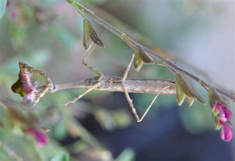 Carolina Mantis: Essential Facts and Fascinating Insights - What's That ...