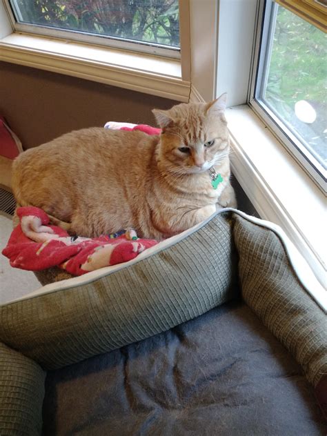 Garfield prefers the smaller bed : r/Chonkers