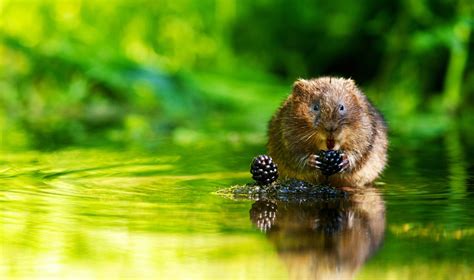 Cambrian Wildwood: Water Vole