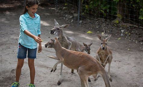 FLORIDA- Kangaroo Konnection | Jungle Island | Miami Zoo & Animal ...