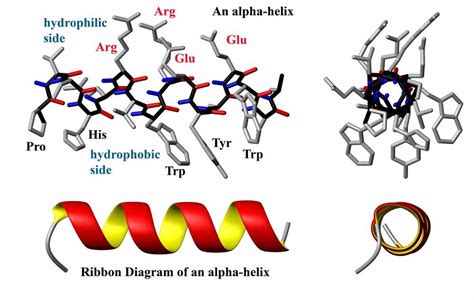 Protein structure - encyclopedia article - Citizendium