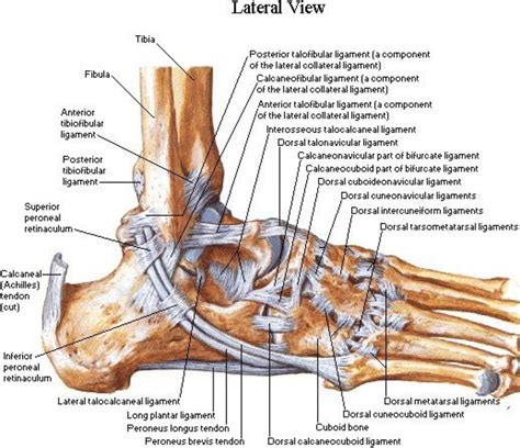 Lateral aspect of the ankle ligaments - Netter | PT stuff | Pinterest ...