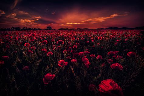 Poppy Field At Sunset Wallpapers - Wallpaper Cave