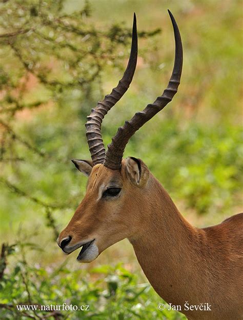 Antelope Impala Photos, Antelope Impala Images, Nature Wildlife ...