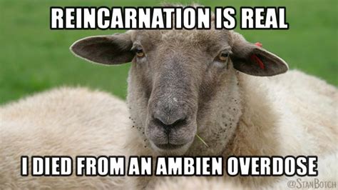 23 Funny Sheep Memes, Botch