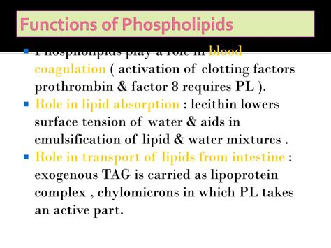 PPT - PHOSPHOLIPIDS PowerPoint Presentation, free download - ID:7121317