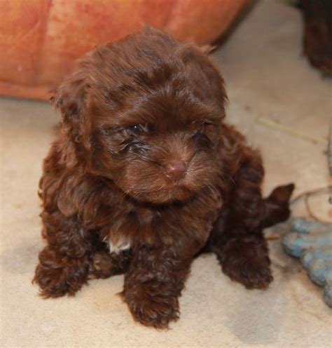 Chocolate Havanese Puppies | Havanese puppies, Puppies, Dogs and puppies