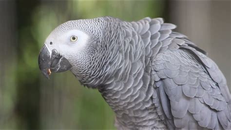 African Grey Parrot Talking Funny - Rosie grey parrot talking - YouTube