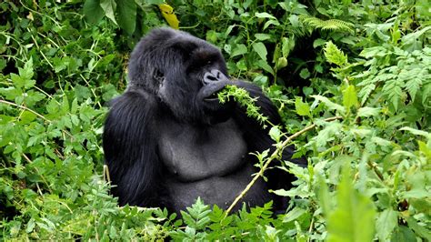 Culture & Wildlife of Uganda & Rwanda in Uganda, Africa - G Adventures