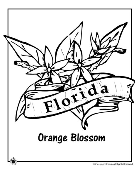 florida state flower drawing - spraypaintingnerfguns