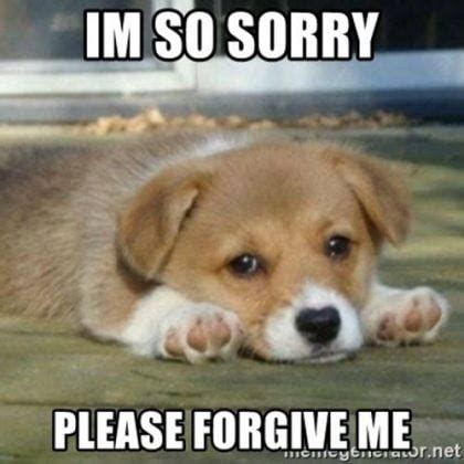 40 Adorable I'm Sorry Memes People Won't Be Able To Resist ...