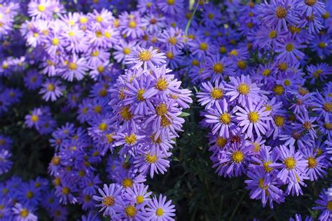 Top 3 plants for September colour - David Domoney