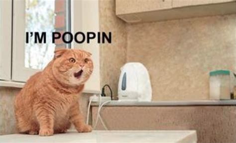 "I'm Poopin!" Cat | Know Your Meme