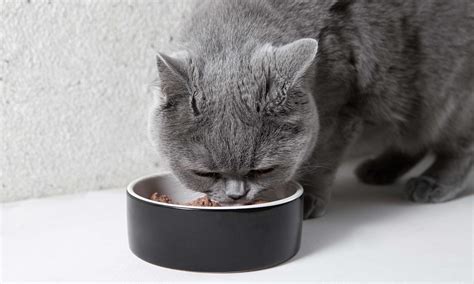 Can Cats Eat Dog Food?