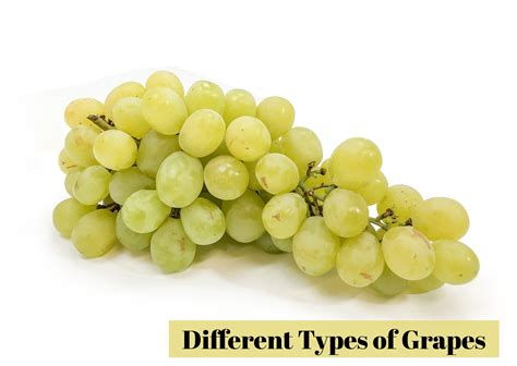 13 Different Types of Grapes with Images - Asian Recipe