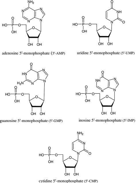 Nucleotide Structure