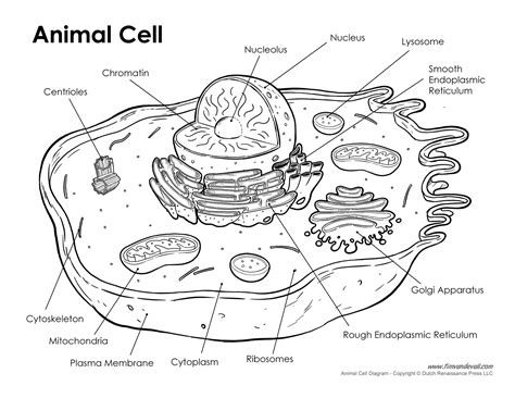 Animal Cell Diagram Labeled And Functions