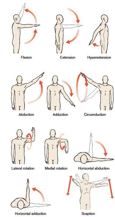 Shoulder Joint Muscles And Movements