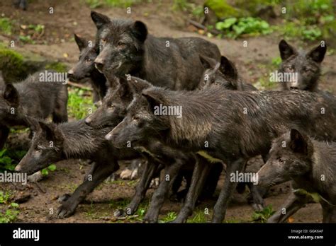 A pack of black wolves gathering for feeding in Wolfpark Kasselburg ...