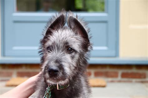 Reddit needs more Irish Wolfhound... : r/aww