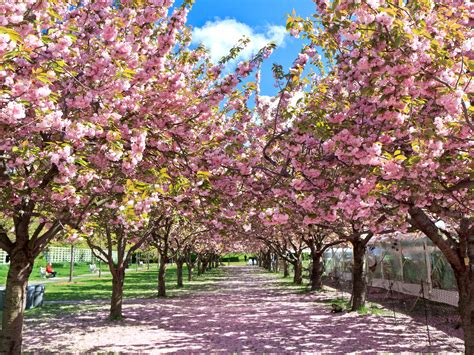 10 Places to See Cherry Blossoms in the U.S., Besides D.C. - Photos ...