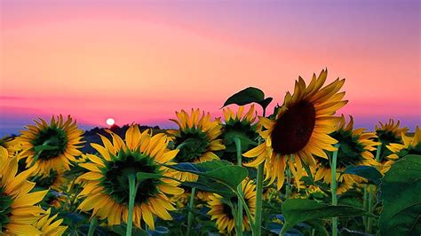 Sunflower Field Backgrounds Is Cool, laptop sunflower tumblr HD ...