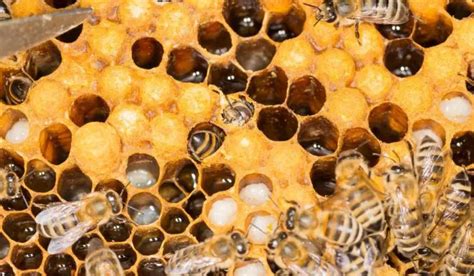 Small Hive Beetle Treatment - Beekeeper Tips