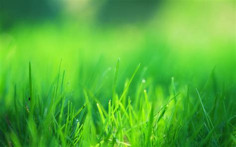 1366x768 Green Grass Field Laptop HD ,HD 4k Wallpapers,Images ...