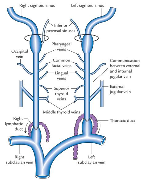 Internal Jugular Vein – Earth's Lab