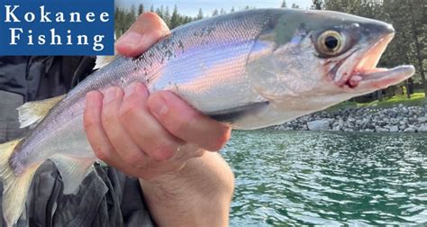 How To Fish For Kokanee | The Idaho Fisherman