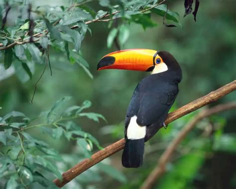 Toco Toucan - Facts, Diet, Habitat & Pictures on Animalia.bio