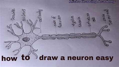 Nervous Tissue Diagram