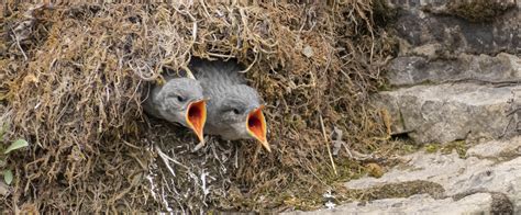 NestWatch | Troubled Waters: a Homegrown Effort to Track American ...