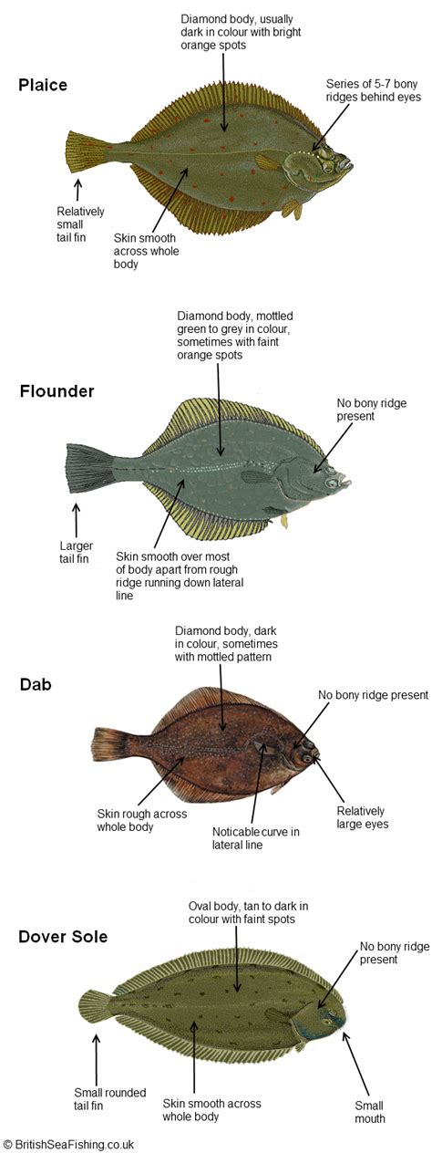 Flatfish Identification Guide | Britishseafishing.co.uk