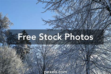 Winter Woodland Photos, Download The BEST Free Winter Woodland Stock ...