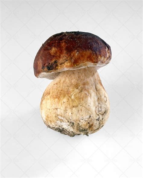 Fresh Porcini Mushroom - Stock Photos | Motion Array