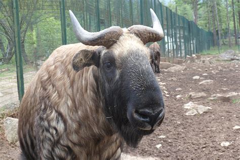 The Legend of Takin - National Animal of Bhutan | Go Bhutan Tours