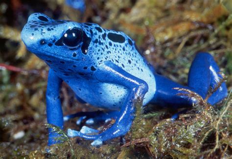 Blue Poison Dart Frog Facts and Pictures