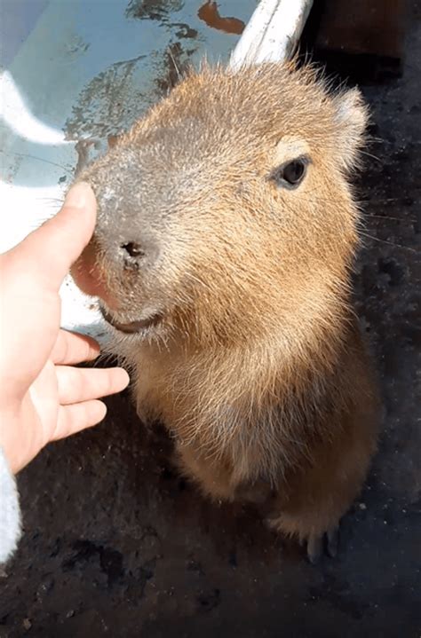 Capybara running under water : r/capybara