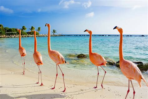 10 Best Beaches in Aruba - What Is the Most Popular Beach in Aruba ...