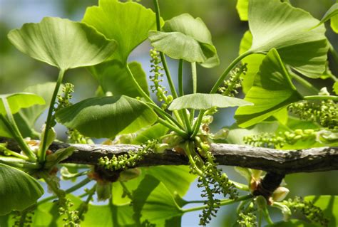 Ginkgo biloba: The tree that outlived the dinosaurs | Kew