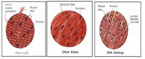 Gambar Otot Polos Lurik Jantung – pulp