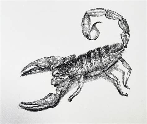 How to Draw a Scorpion – Timed Drawing Exercise